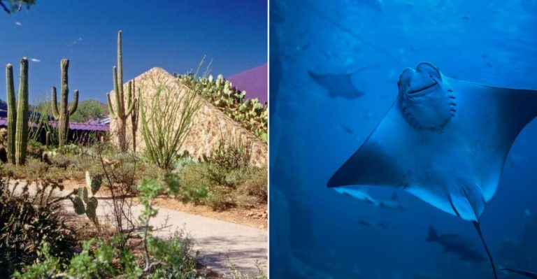 This Arizona Museum Lets The Stingrays Reach Out And Touch You