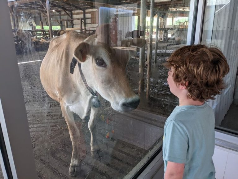 This Illinois Cheese Shop Lets You Watch Curds Turn Into Wheels You Can Take Home