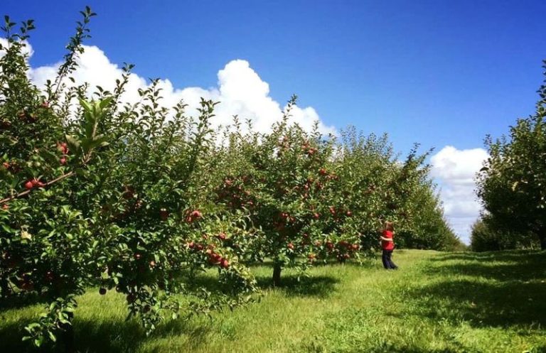 9 Illinois Cider Mills Where You Can Sip Fresh Pressed Cider And Grab Warm Doughnuts This Fall