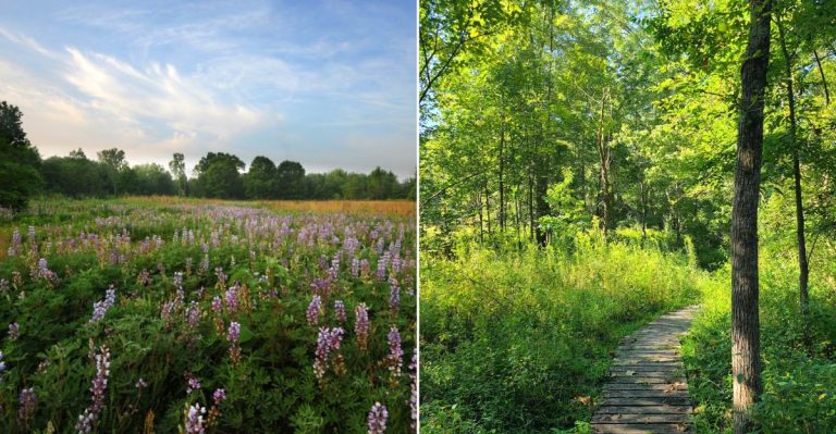 12 Ohio Prairie And Wildflower Preserves That Save Some Of Their Best Color For Late Summer