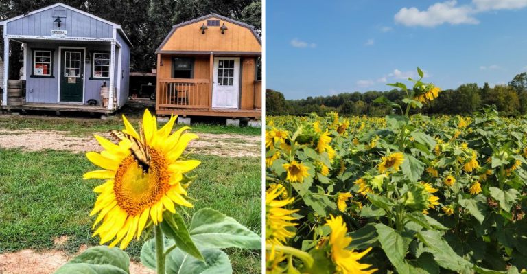 8 South Carolina U-Pick Farms Where Giant Sunflowers Are Surprisingly Easy To Find