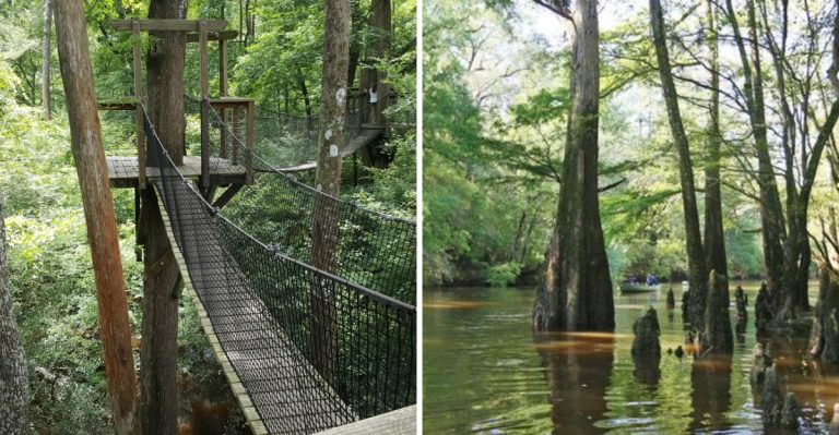 Walk Above The Forest For Free On This Hidden South Carolina Canopy Trail