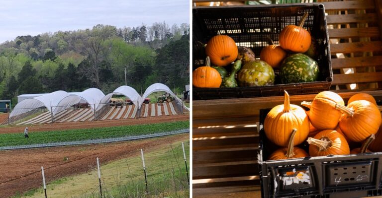 The Scenic Arkansas Country Market That Makes The Perfect Fall Road Trip Stop
