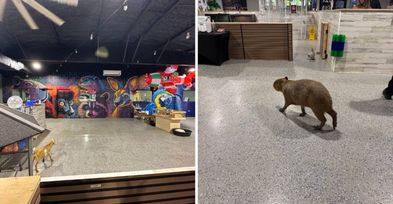 Only In Florida Will You Find A Cafe Where Capybaras Steal The Show