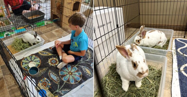 This Heartwarming Ohio Rabbit Rescue Gives Abandoned Bunnies A Second Chance