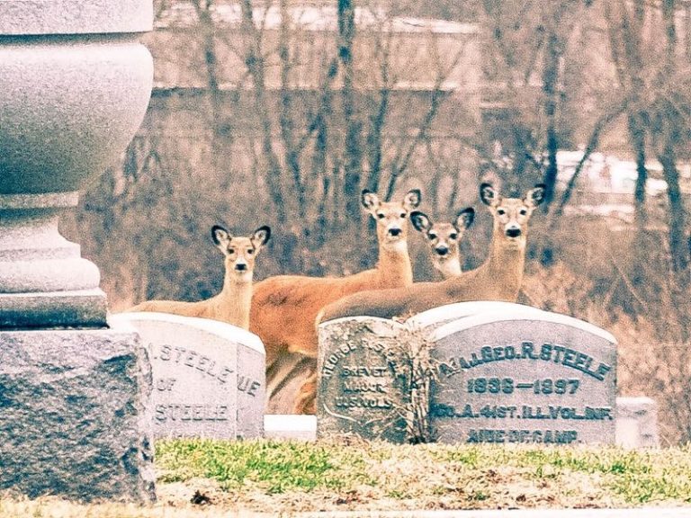 This Forgotten Illinois Pioneer Graveyard Hides A Strange Legend Most Locals Never Heard