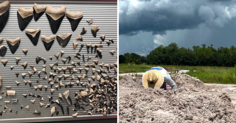This Central Florida Fossil Site Lets Shark Tooth Hunters Strike Gold Miles From The Ocean