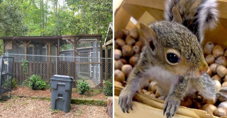 This Hidden South Carolina Wildlife Park Feels Like Stepping Back In Time