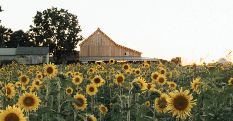 11 Ohio Sunflower Fields That Bring One Last Burst Of Summer Color To September