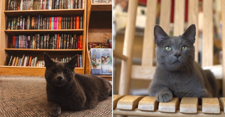This Downeast Maine Bookstore Has Thousands Of Books And Cats Watching Over The Shelves