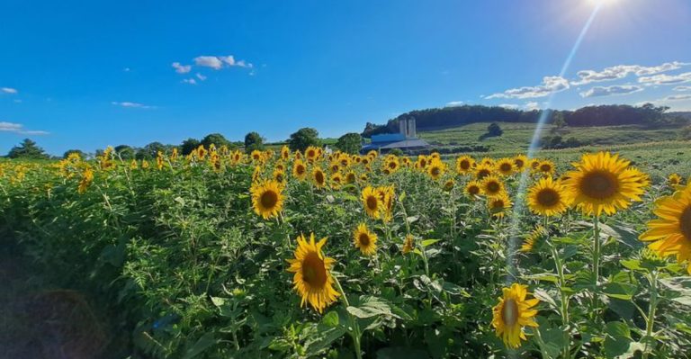 10 Pennsylvania Sunflower Fields So Stunning They Are Worth The Drive This Year