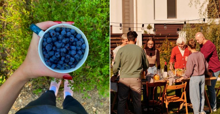The Wild Blueberry Festival