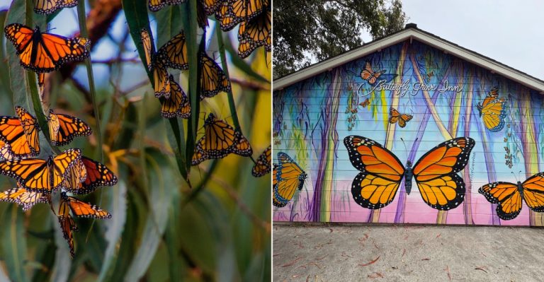 10 California Spots Where Monarch Butterflies Begin Settling In For Winter