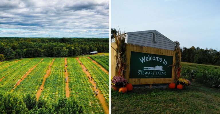 This Secret South Carolina Pumpkin Patch Has Over 110 Varieties And Families Line Up Every Weekend