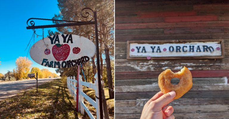 People Line Up For The Fresh Apple Cider Donuts At This Colorado Farm
