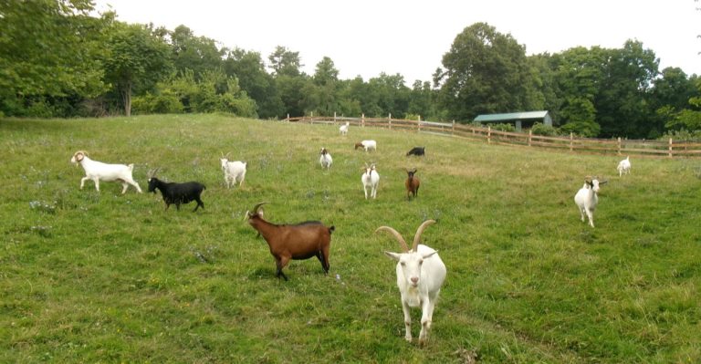 This New York Animal Sanctuary Is A Quiet Escape Where You Can Meet Rescued Horses And Cows