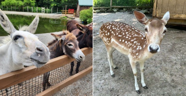 10 Pennsylvania Petting Zoos Where Locals Would Rather Take Kids Than Massive Theme Parks