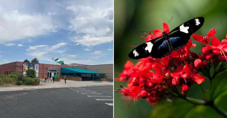 Walk Through A Colorado Tropical Conservatory With More Than 1,600 Free-Flying Butterflies