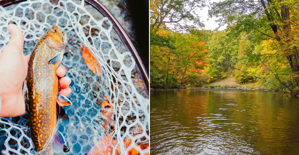 Michigan Trout Spots