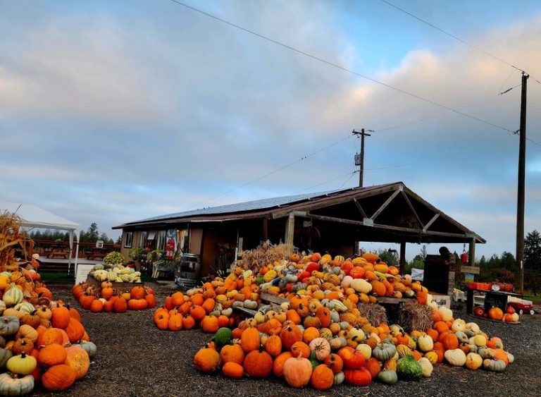 7 Washington Pumpkin Patches Where Admission Costs Zero Dollars This October