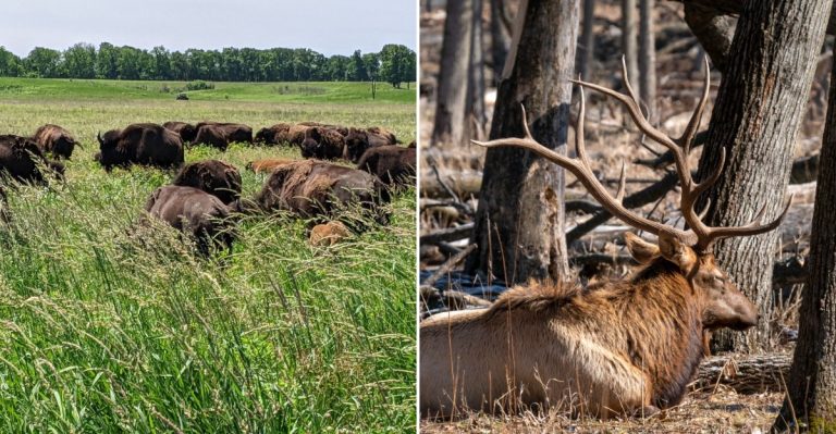 9 Illinois Spots Where You’ll Hear Wild Elk Bugle Or Watch Bison Roam This Fall