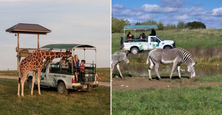 You Can Spend The Night At An Ohio Safari Park With Endangered Animals As Your Neighbors