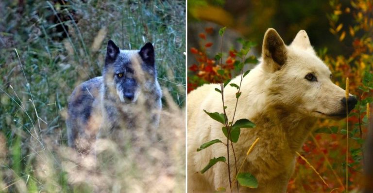 This Washington Center Is Home To Real Wolves You Can Come See Up Close