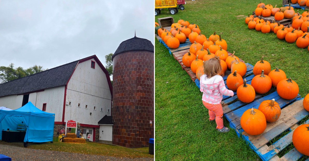 Pumpkin Fest at Wilson Barn