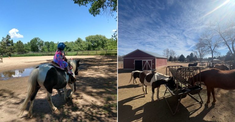 Meet Goats, Horses, Cows, And More At This Hands-On Colorado Farm In Fort Collins