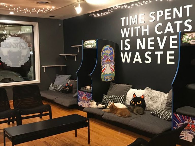 Rescue Cats Wander Right Up To Your Arcade Game At This Laid-Back Illinois Café