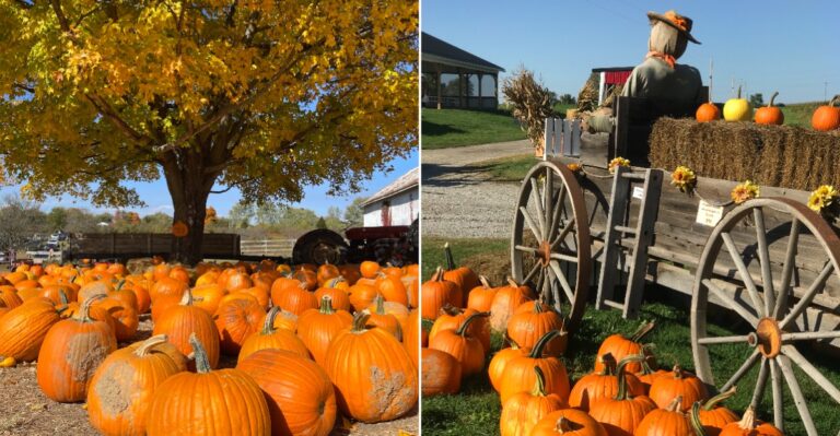 13 Ohio Pumpkin Patches That Are Just As Good For The Food
