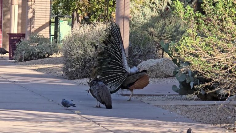 This Free Arizona Garden Hides Roaming Peacocks Among Desert Plants At A Library