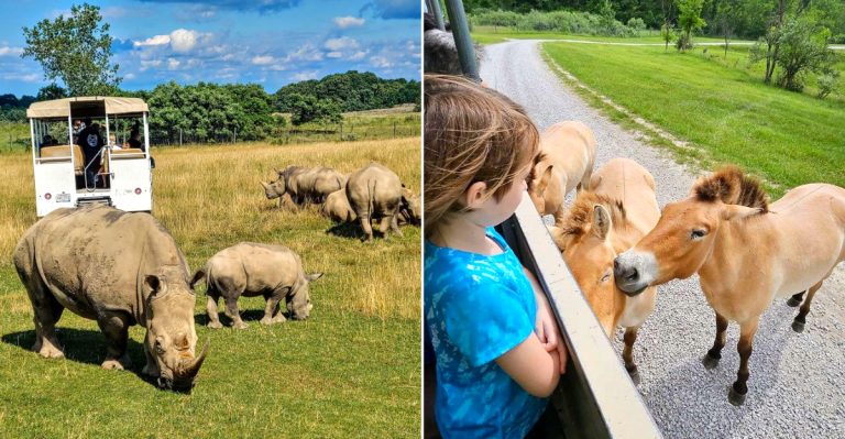One Of America’s Largest Open-Range Wildlife Parks Is Hiding In Ohio