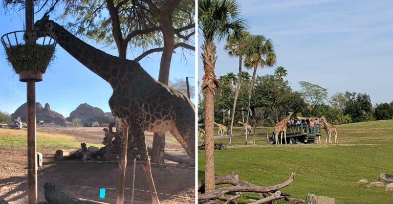 Florida Has 7 Animal Encounters That Feel Like A Real African Safari