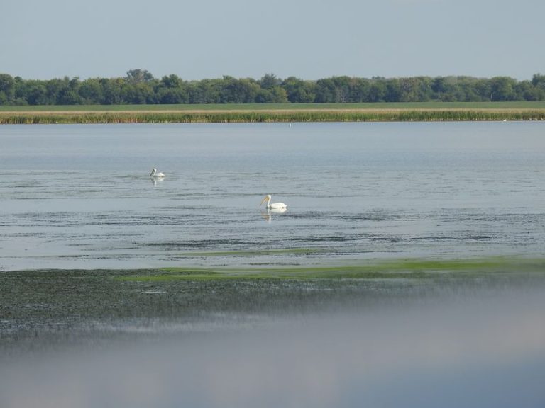 The 10 Illinois Spots Where Fall Wildlife Sightings Are Picking Up Right Now