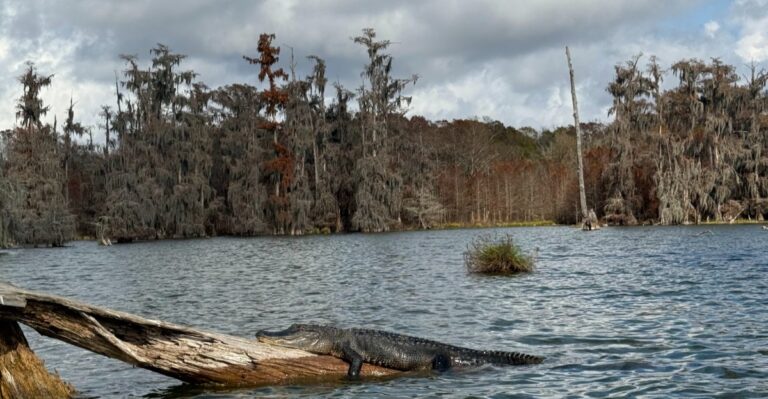 This Louisiana Lake Is Becoming A Little Too Gator-Friendly