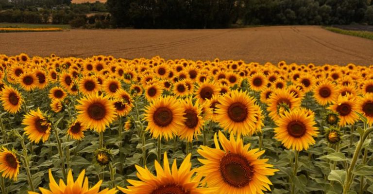 This Washington Sunflower Farm Is A Summer Destination You’ll Want On Your 2026 Bucket List