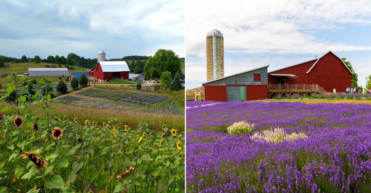 Lavender Hill Farm