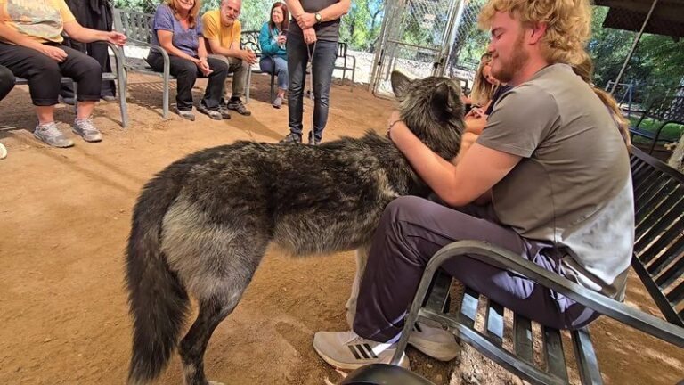 The Wolf Sanctuary In Arizona Where You Meet Rescued Wolves Up Close And Howl Along With Them