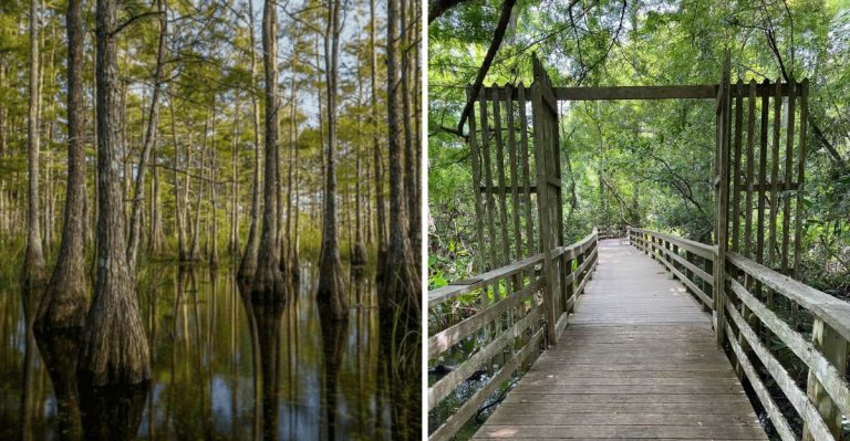 9 Regions In Florida With The Highest Cottonmouth Activity This Late Summer