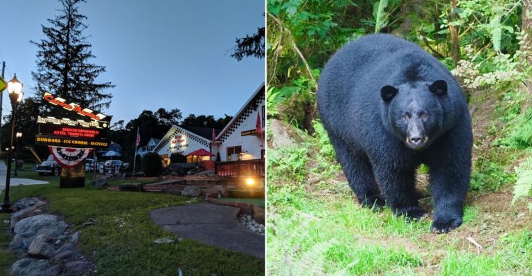 This Quiet Pennsylvania Town Has So Many Black Bear Sightings Locals Know To Stay Alert