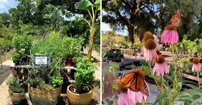 This South Carolina Plant Rescue Is A Secret Goldmine For Cheap Plants, Pots And Garden Finds