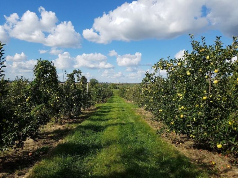 10 Illinois Apple Orchards Where You Can Pick Your Own Bushel This Fall