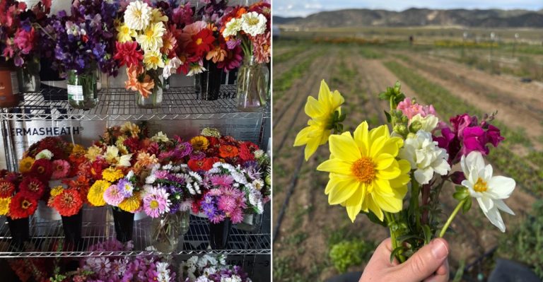 This Colorado Farm Makes Homemade Apple Ice Cream And Has Alpacas Waiting Outside