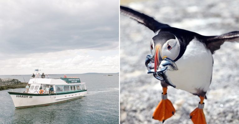 This Maine Puffin Cruise Takes You Out To See The Coast’s Most Adorable Birds