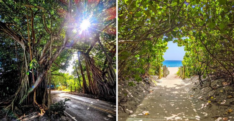 This Hidden Banyan Tree Tunnel Is One Of Florida’s Most Beautiful Scenic Drives