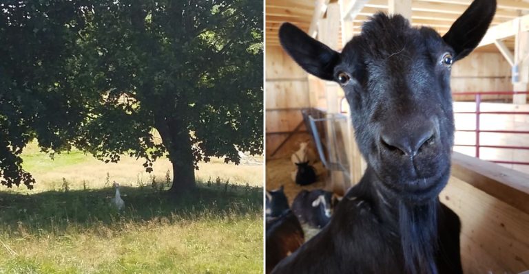 This Maine Animal Sanctuary Lets You Meet Rescued Cows And Pigs On A Quiet Fall Escape