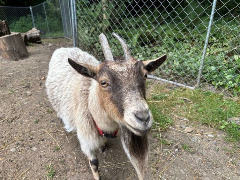 Dozens Of Friendly Goats Follow You Around Like Puppies At This Washington Farm