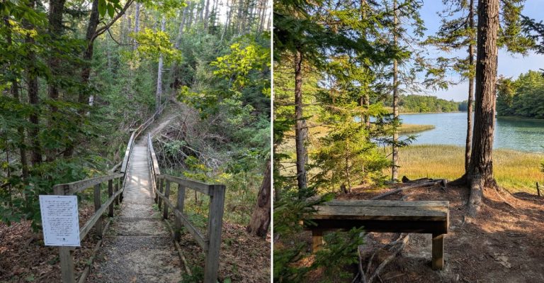 This Quiet Maine Bird Sanctuary Just Opened A 140-Foot Boardwalk Through A Forested Wetland