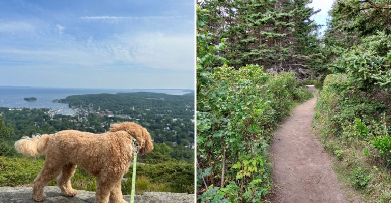 12 Dog-Friendly Trails In Maine Made For A Late Summer Adventure